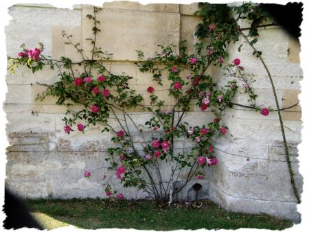 Le rosier